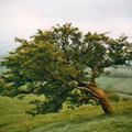 Rowan Tree